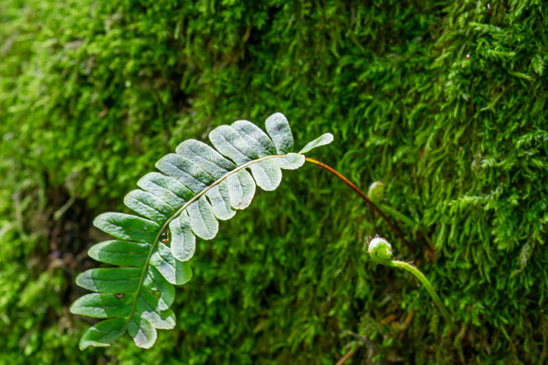 Polypodium vulgare?  S